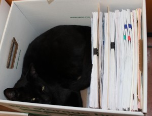 My cat Jojo helped me archive- when he wasn't napping.